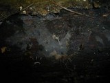 Xenasma pruinosum image