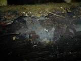 Xenasma pruinosum image