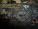 Xenasma pruinosum image