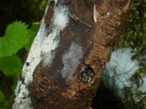 Xenasma pulverulentum image