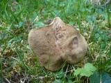 Boletus ferrugineus image