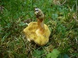 Boletus ferrugineus image