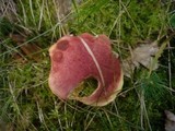Boletus rubellus image
