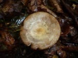 Oudemansiella melanotricha image