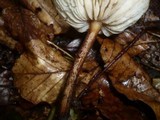 Oudemansiella melanotricha image
