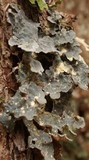 Lobaria scrobiculata image