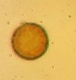 Mycenastrum corium subsp. ferrugineum image