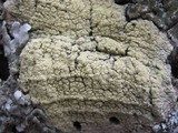 Pyrrhospora quernea image