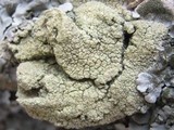 Pyrrhospora quernea image
