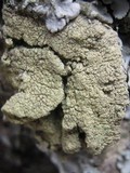 Pyrrhospora quernea image