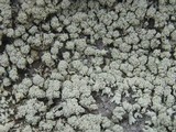 Xanthoparmelia mougeotii image