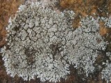 Xanthoparmelia mougeotii image
