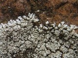 Xanthoparmelia mougeotii image