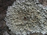 Xanthoparmelia conspersa image