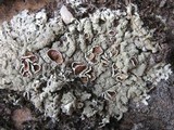 Xanthoparmelia conspersa image