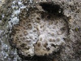 Lasallia pustulata image