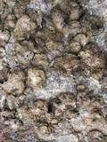 Lasallia pustulata image