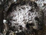 Lasallia pustulata image