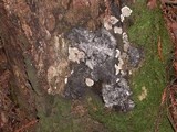 Kretzschmaria deusta image