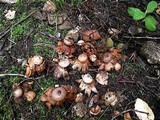 Geastrum nanum image