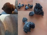 Geastrum nanum image