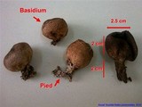 Scleroderma verrucosum image