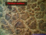 Scleroderma verrucosum image