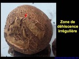 Scleroderma verrucosum image