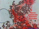 Scleroderma verrucosum image