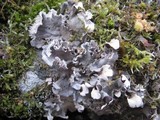Peltigera rufescens image