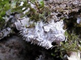 Peltigera rufescens image