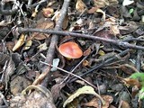 Rhodocollybia butyracea image