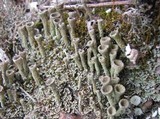 Cladonia fimbriata image