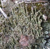 Cladonia fimbriata image