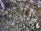 Cladonia fimbriata image