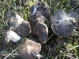 Tricholoma terreum image