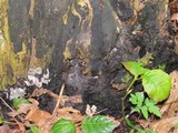 Kretzschmaria deusta image