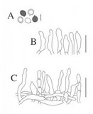 Pseudobaeospora deckeri image