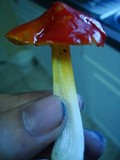 Hygrocybe acutoconica image