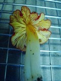 Hygrocybe acutoconica image