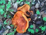 Omphalotus olearius image