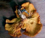 Omphalotus olearius image