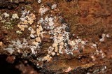 Polycephalomyces tomentosus image