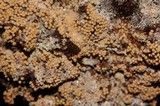 Polycephalomyces tomentosus image