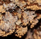 Polycephalomyces tomentosus image