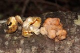Tremella encephala image