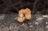 Tremella encephala image