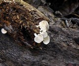 Panellus pusillus image
