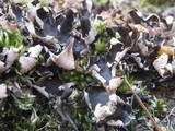 Peltigera neckeri image