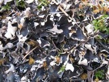 Peltigera neckeri image